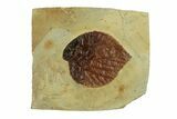 Fossil Leaf (Davidia) - Montana #269359-1